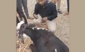 Maharashtra: Muslim man transporting cows forced to wear a skull cap, bow before the cow, then assaulted